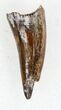 Eryops Tooth From Oklahoma - Giant Permian Amphibian #33555-1